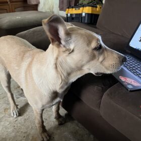 erro curioso frente a una laptop en casa, rodeado de juguetes